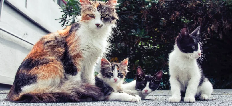Gattini in un sacchetto, salvati